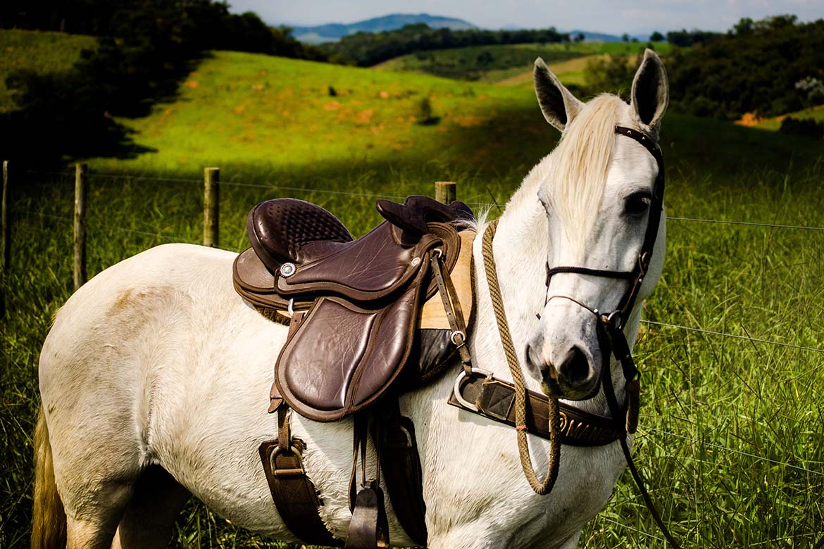Sellare il Cavallo - My Selleria Blog Equitazione